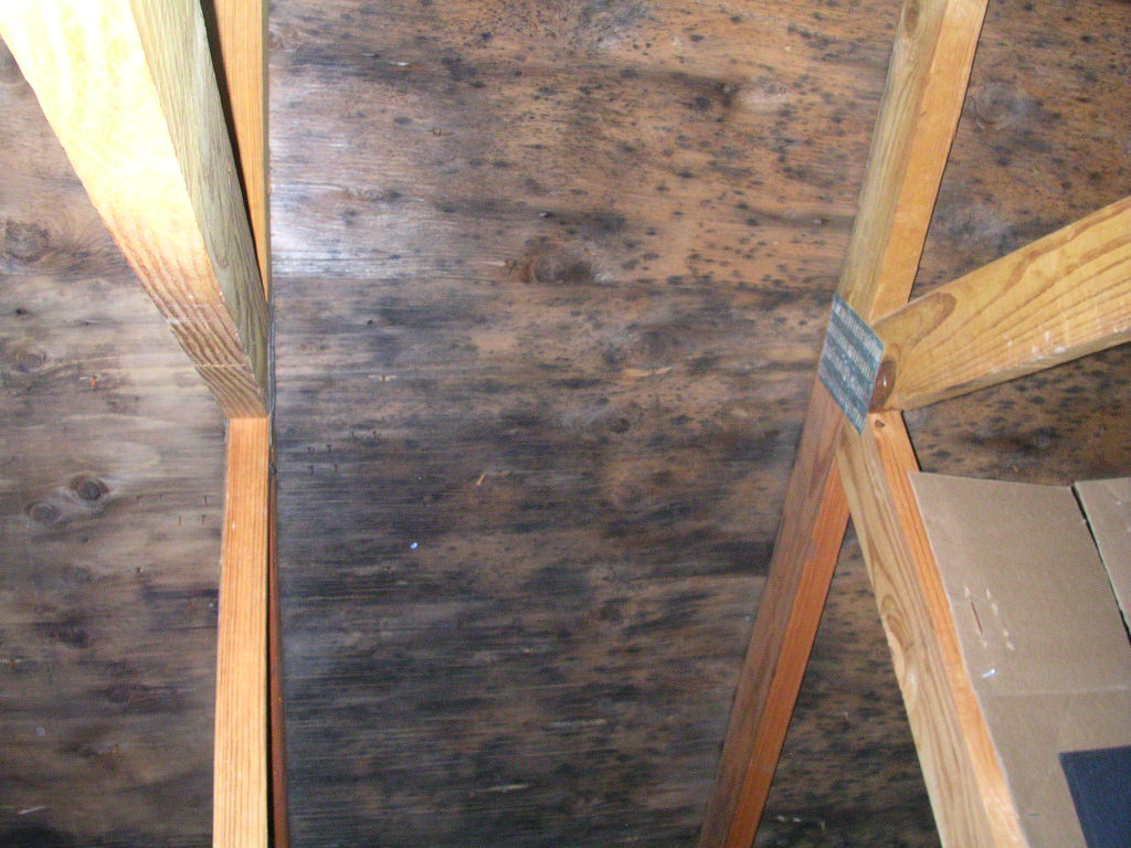 Mold in attic Buss Inspection Services,Inc